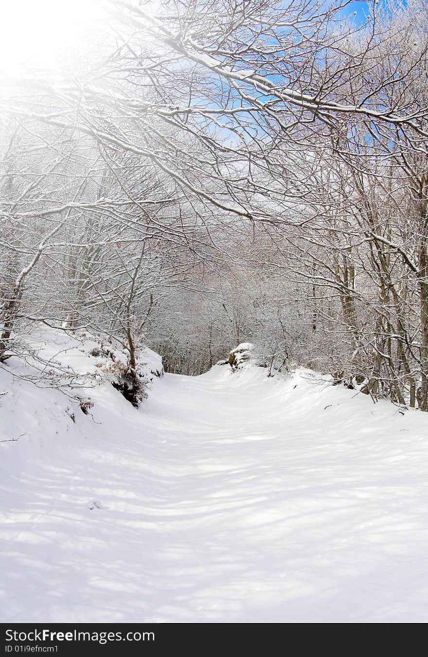 Snowy road in the park on sunny day. Snowy road in the park on sunny day