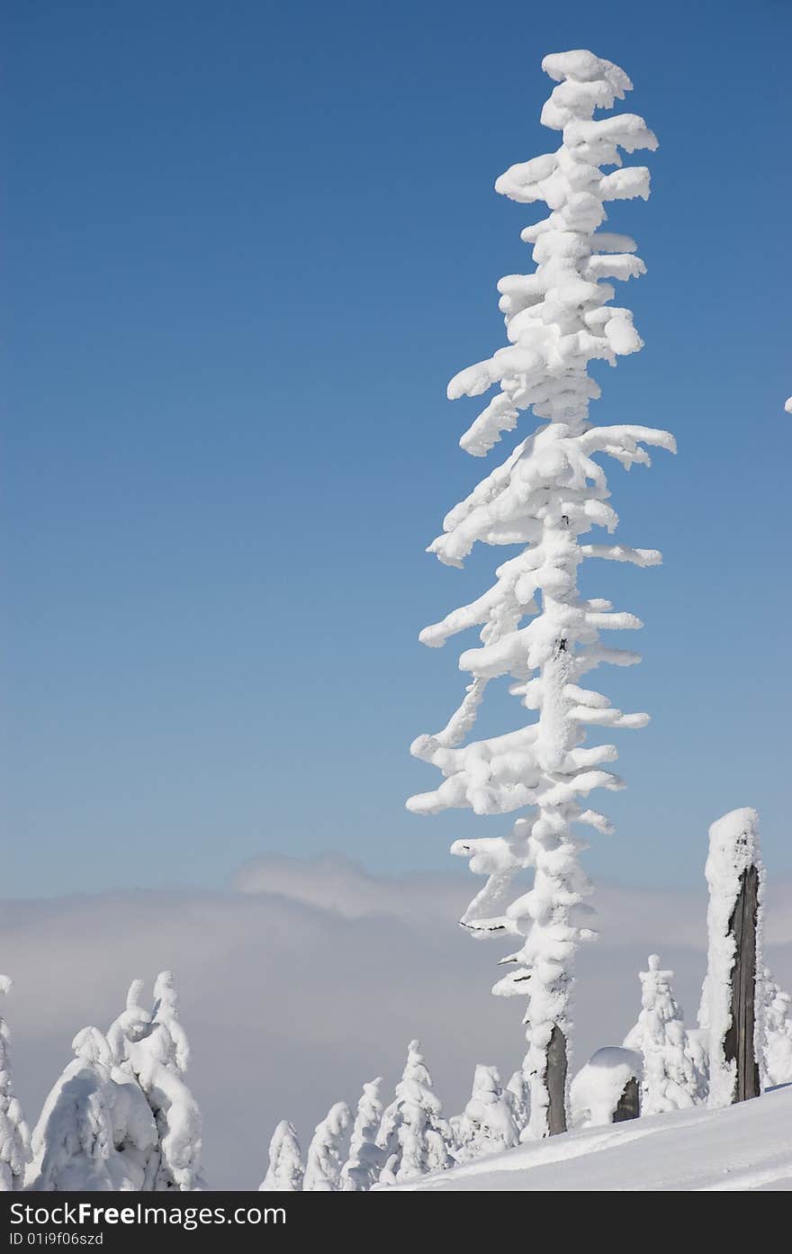 Winter - snow-covered trees