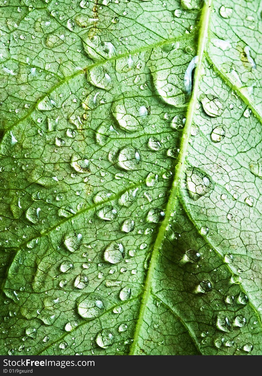 Close-up beautiful leaf with drops