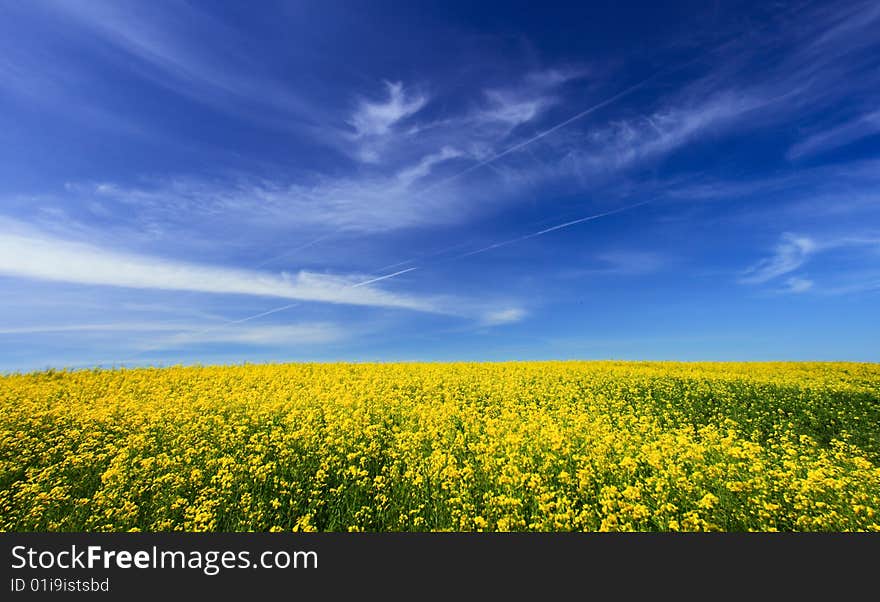 Background of sky and grass yellow field. Background of sky and grass yellow field