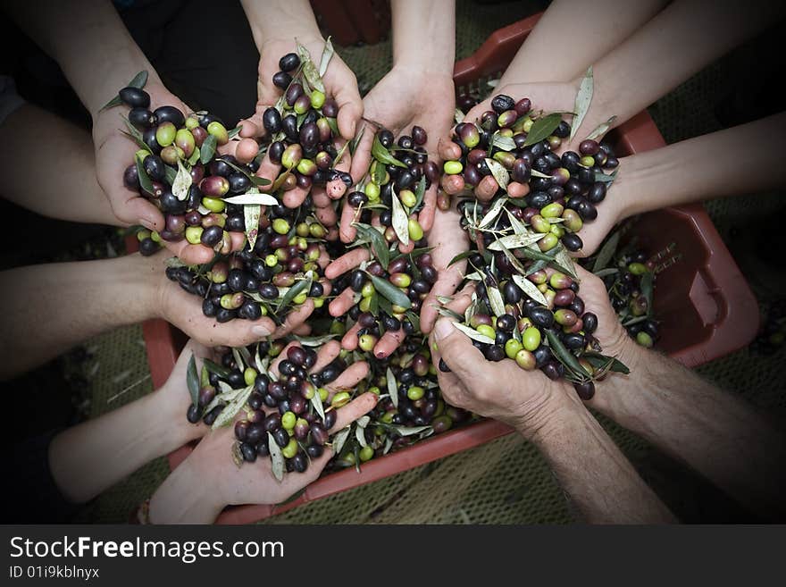 After harvesting olives in the hands of the peasants. After harvesting olives in the hands of the peasants