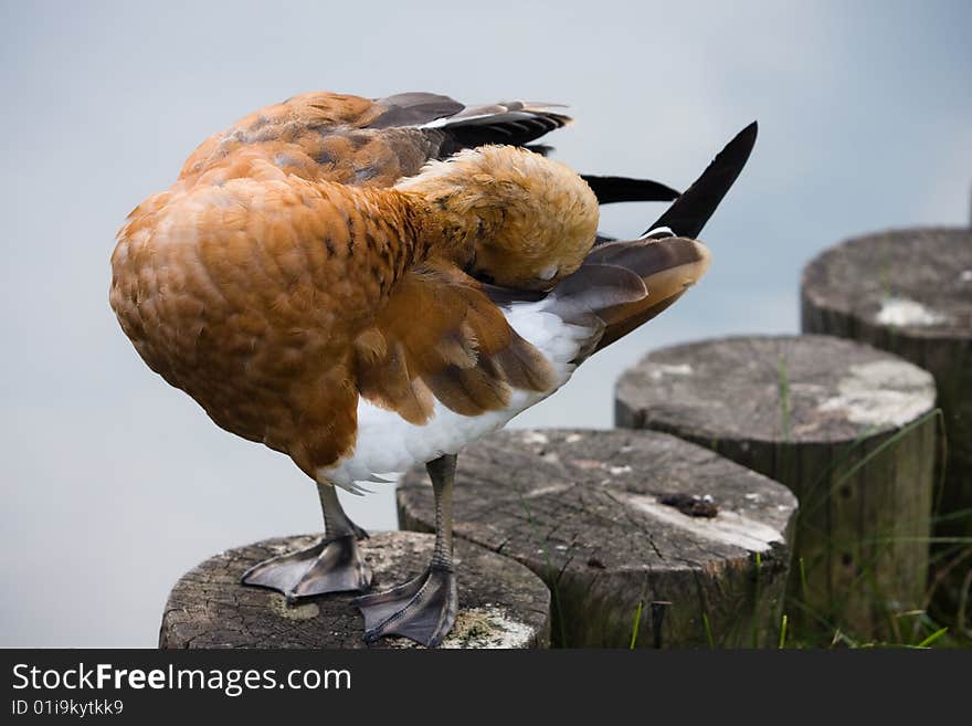 Parti-coloured duck preening itself