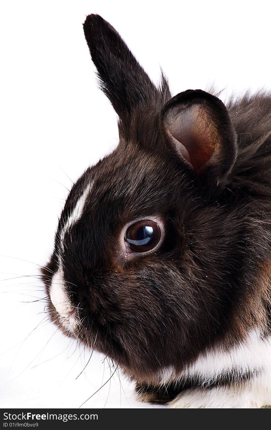 Black and white little easter hare on white background