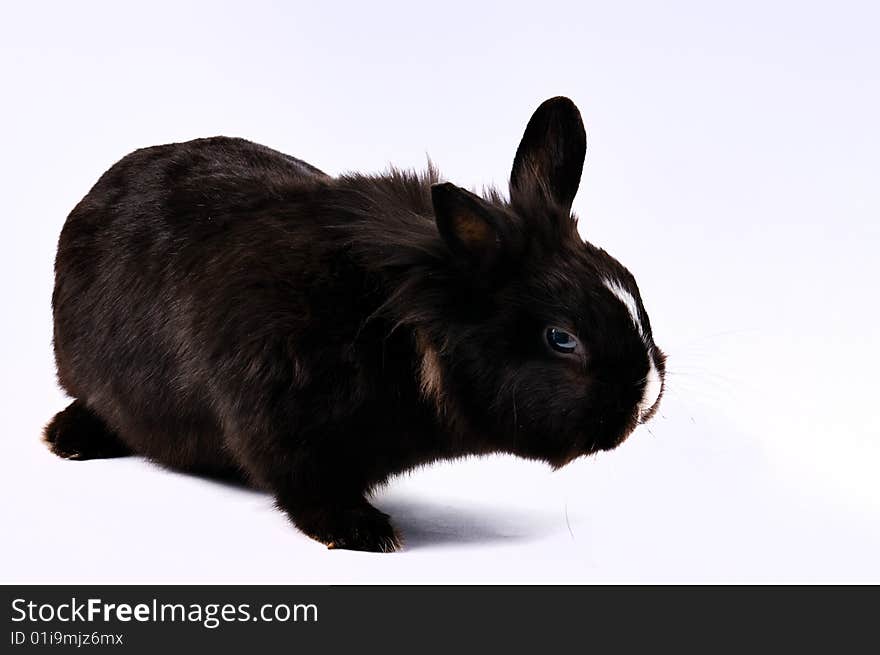 Black and white little easter hare on white background