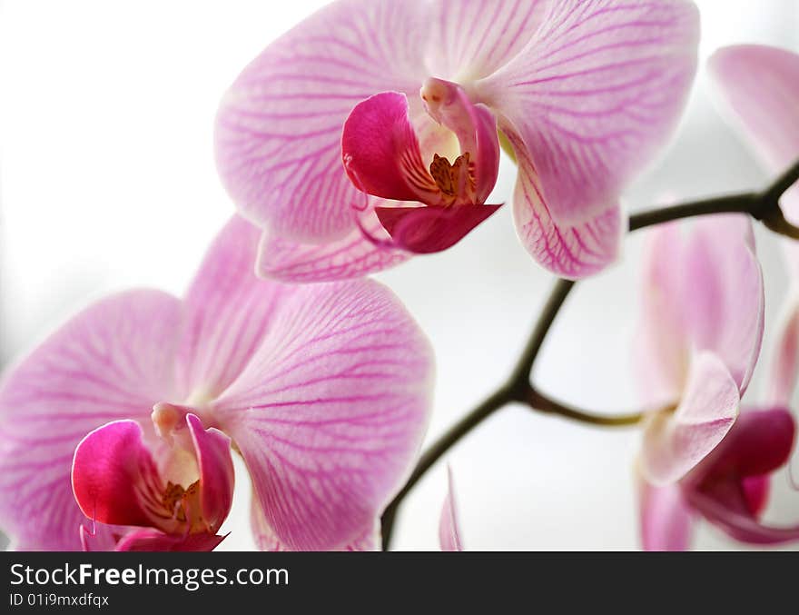 Purple Orchid