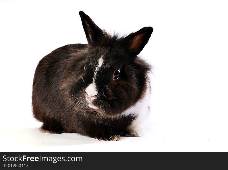 Black and white little easter hare on white background