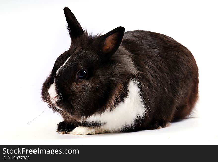 Black and white little easter hare on white background