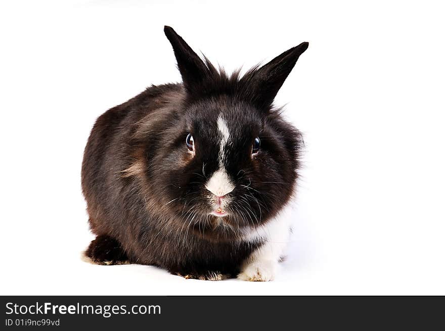 Black and white little easter hare on white background