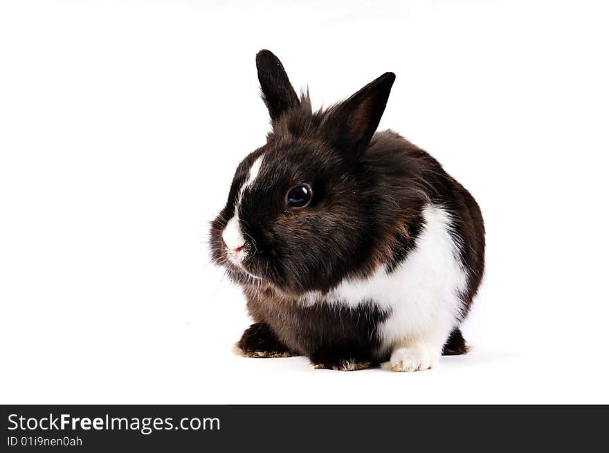 Black and white little easter hare on white background