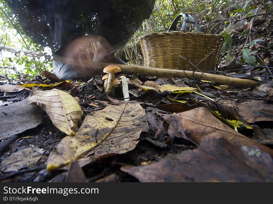 View from the bottom of a seeker of mushrooms