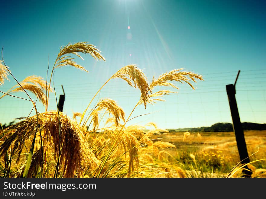 Very random picture, but it surprises me when I looked at it, a light comes from the sky right on top of the grass.