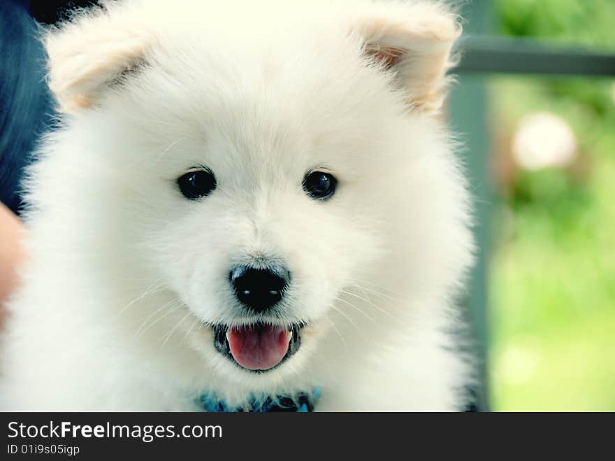 Bubble - Samoyed