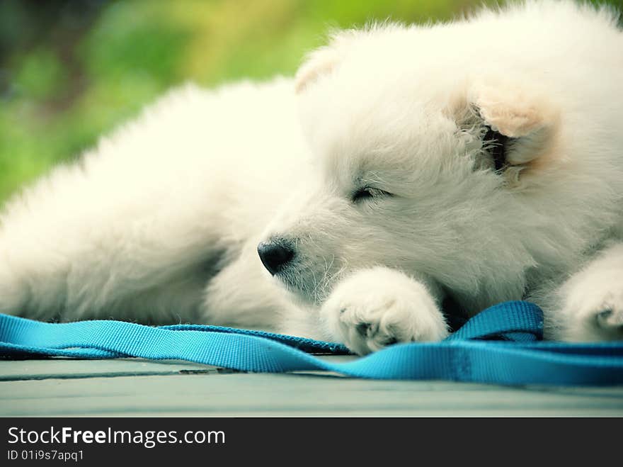 Bubble - Samoyed