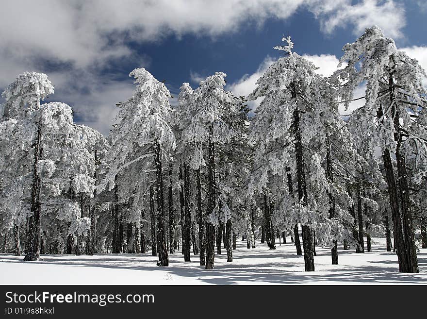 A snow landscape at troodos mountain in Cyprus. A snow landscape at troodos mountain in Cyprus