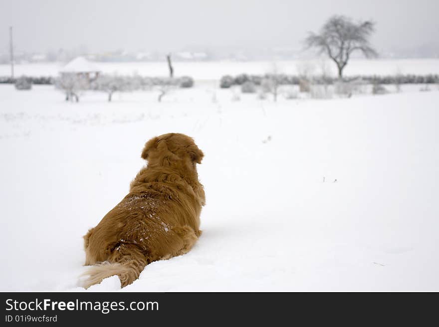 Dog in the snow.