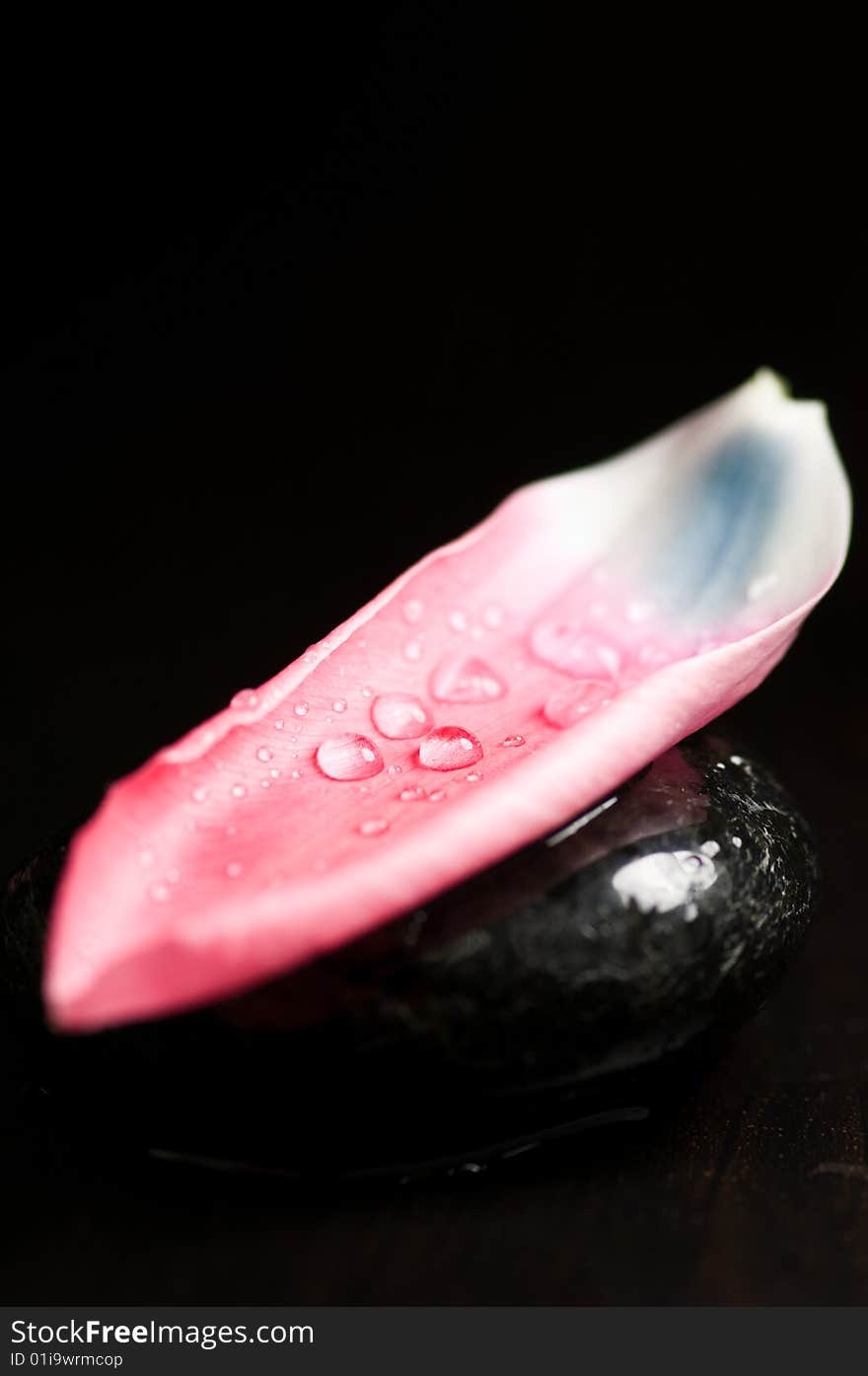 Petal with water drops on black spa stone. Petal with water drops on black spa stone