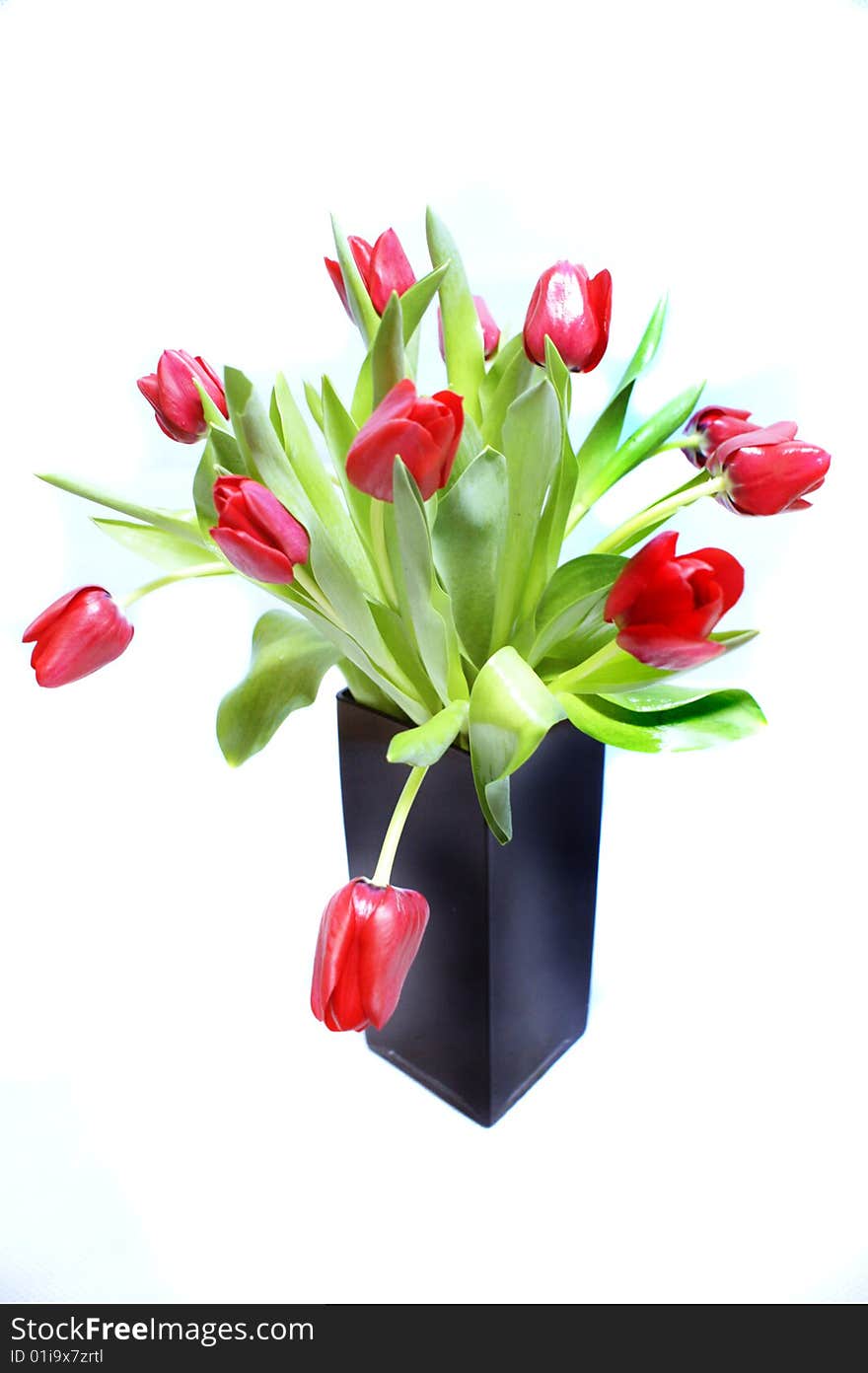 Red Tulip