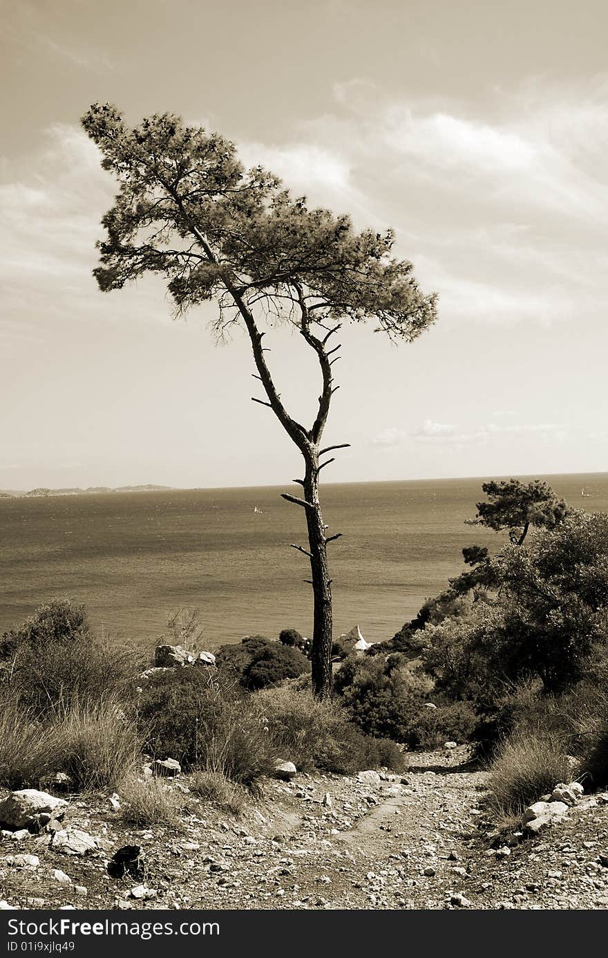 Lonely pine. Monochrome sepia toned version