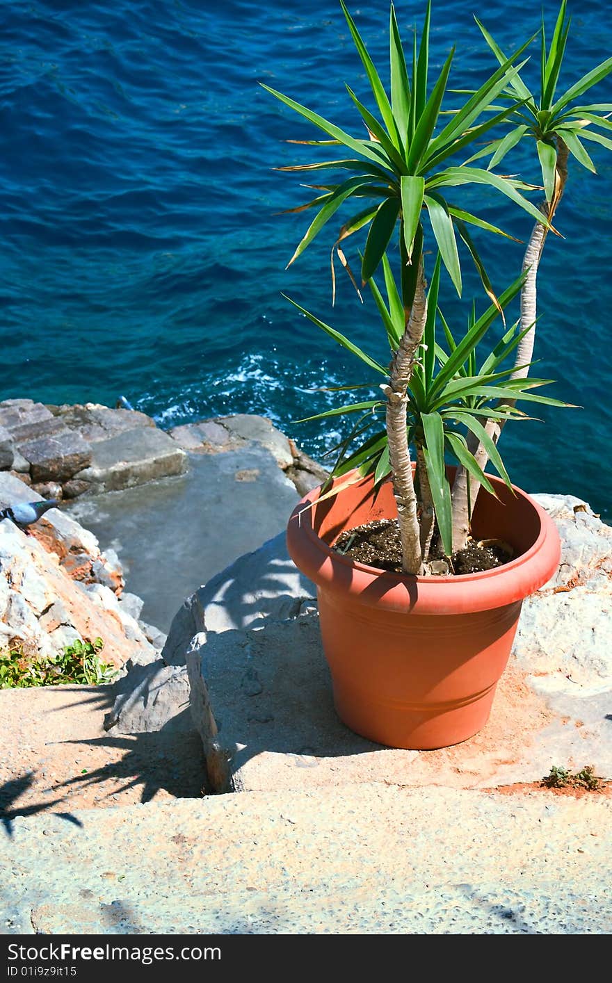 Green flower in pot on sea coastline