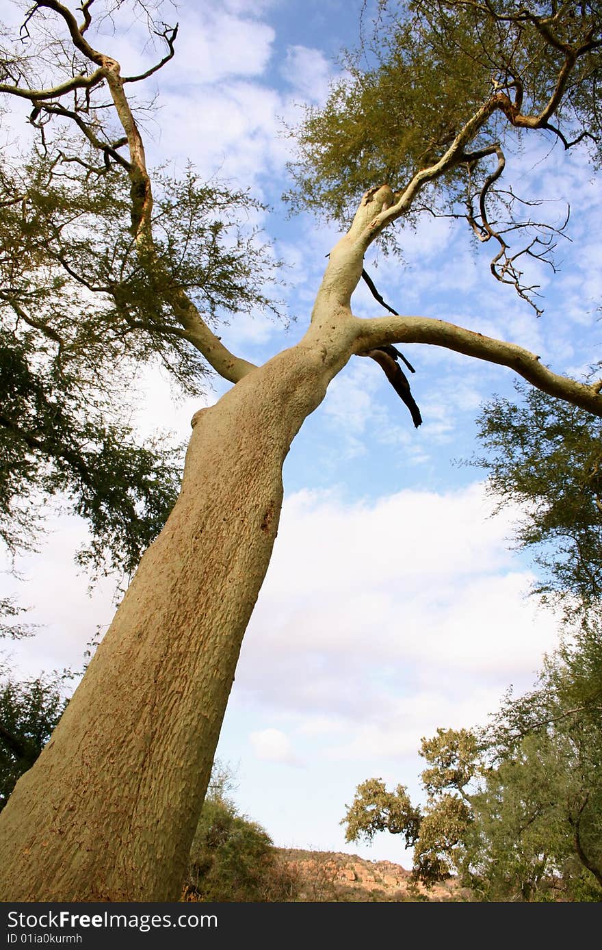 A deciduous thorny tree of the Acacia species, indigenous to the southeast areas in Africa. Grows mainly next to river banks or swampy areas. A deciduous thorny tree of the Acacia species, indigenous to the southeast areas in Africa. Grows mainly next to river banks or swampy areas.