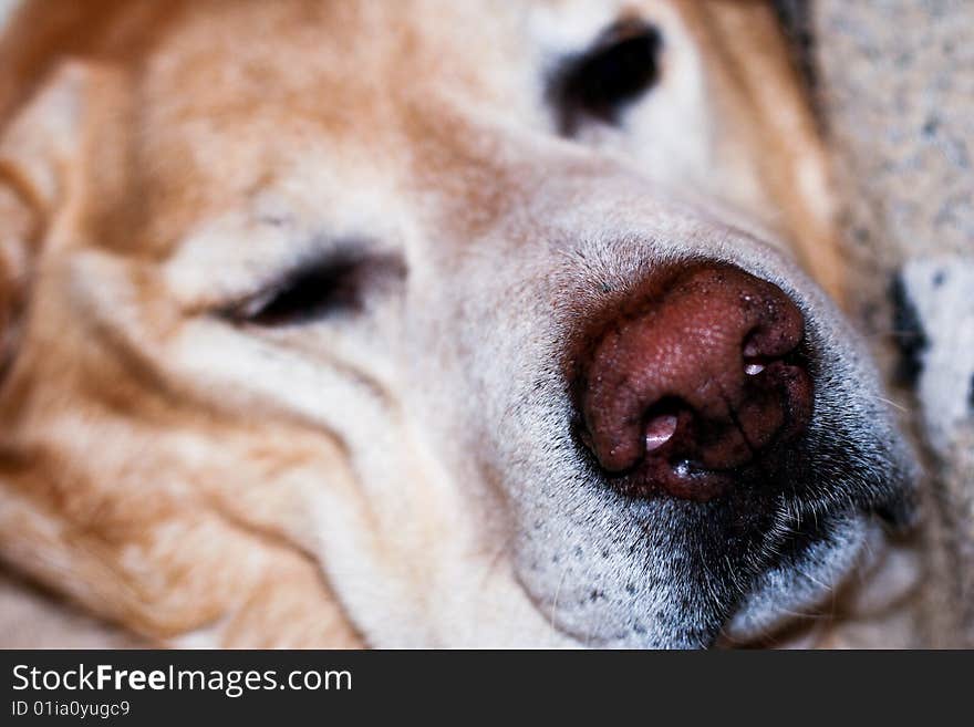 Sleeping Labrador