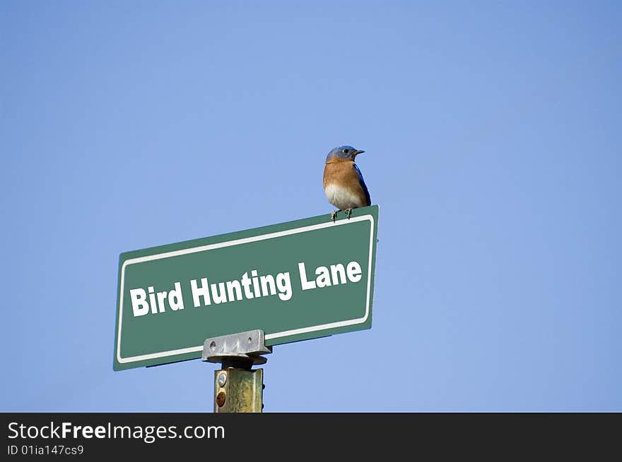 Young bird sitting on a street sign named Bird Hunting Lane. Young bird sitting on a street sign named Bird Hunting Lane