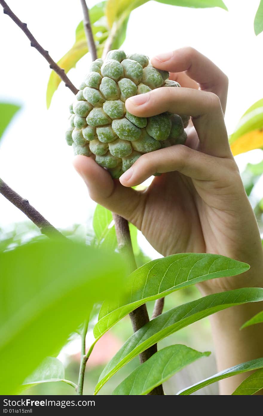 Woman's hand picking up a fresh custard apple right from it's tree. Woman's hand picking up a fresh custard apple right from it's tree