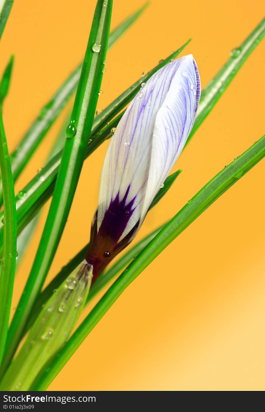 Bud of crocus on the yellow background. Bud of crocus on the yellow background.