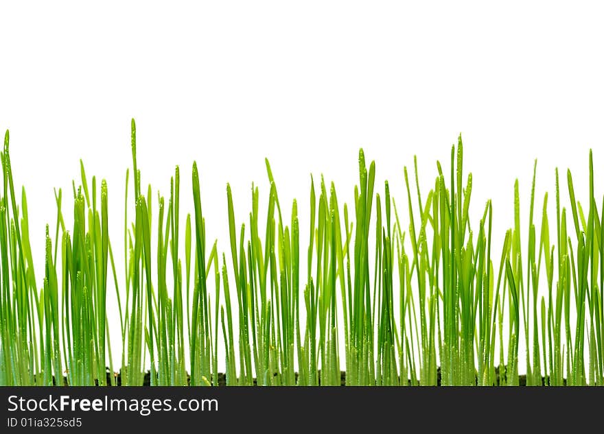 Sprouts of wheat which are represented on a white background. Sprouts of wheat which are represented on a white background