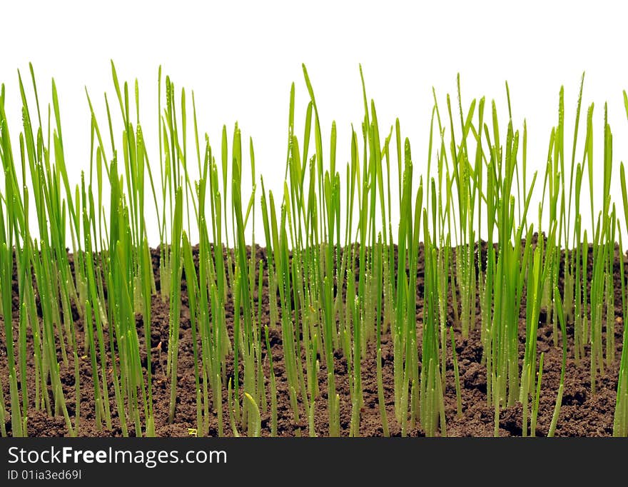 Sprouts of wheat which are represented on a white background. Sprouts of wheat which are represented on a white background