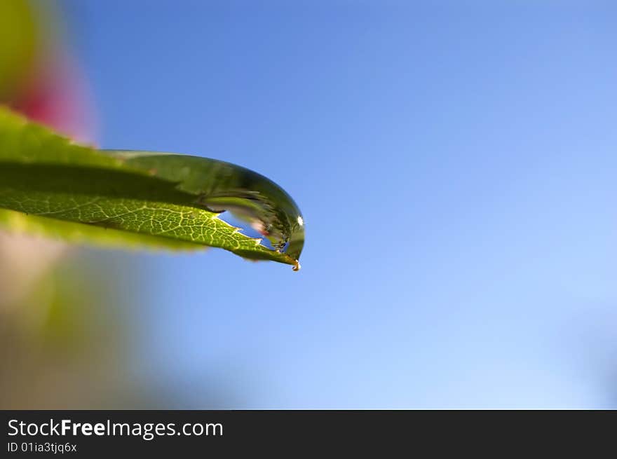 A drop on a leaf