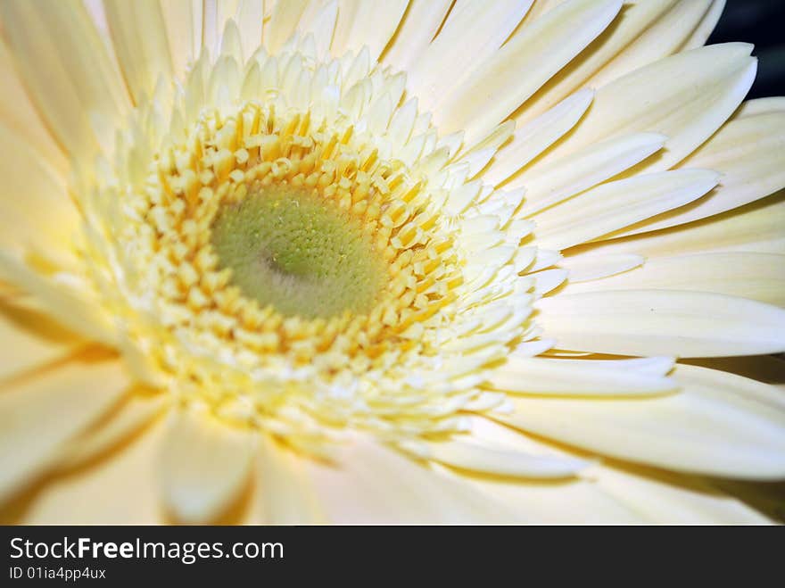 A close up of a white gerbera on black. A close up of a white gerbera on black