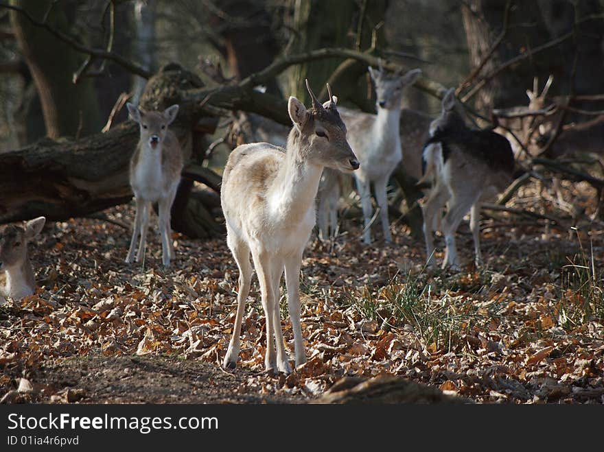 Young Deer