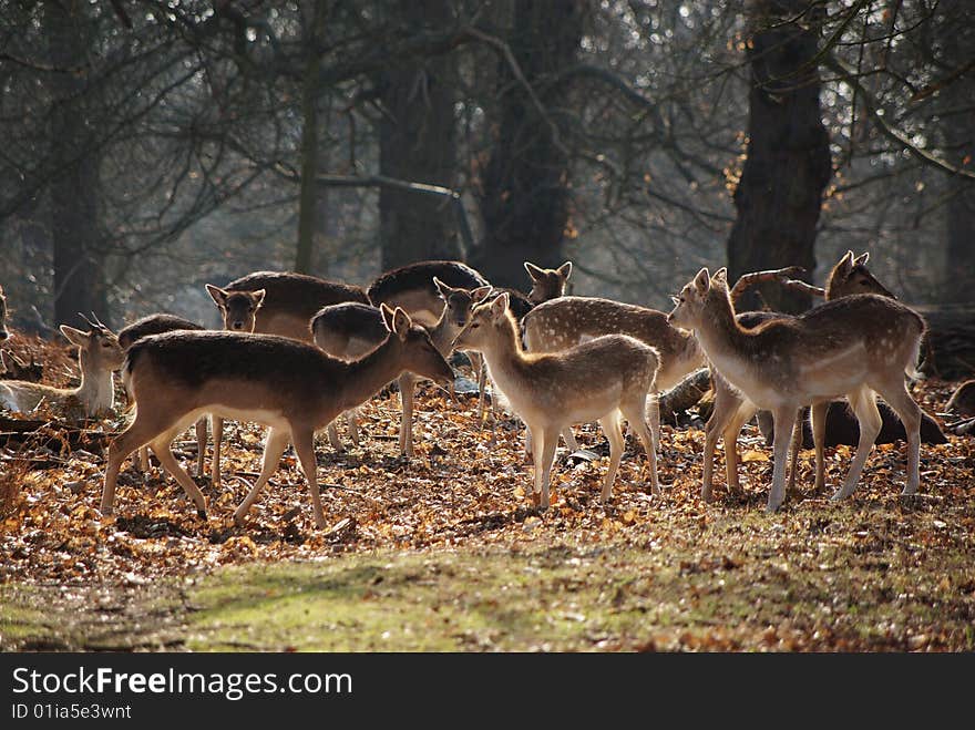 Young deer