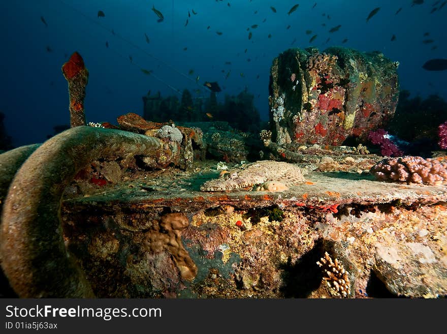 Croccodilefish on the Thistlegorm