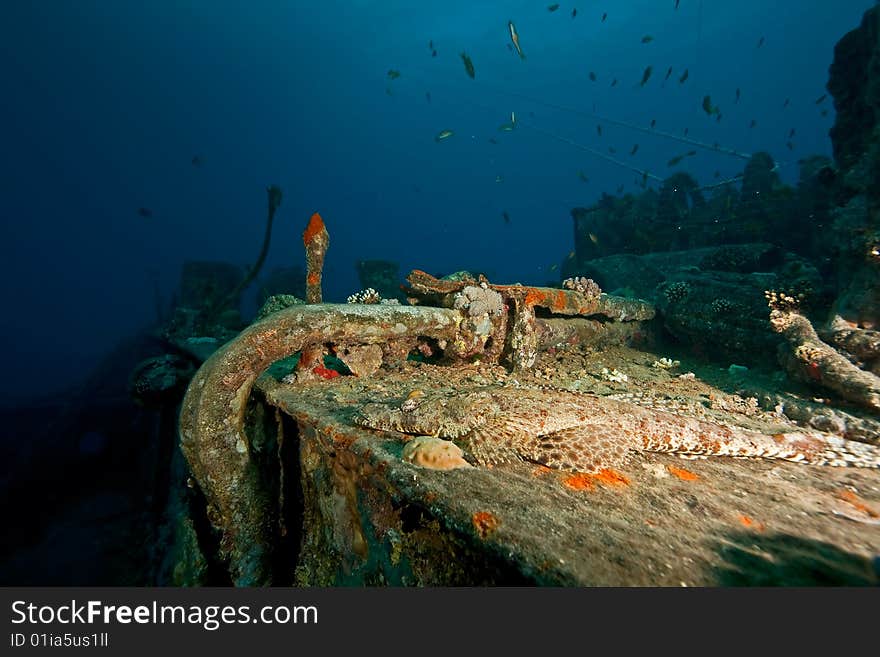 Croccodilefish on the Thistlegorm