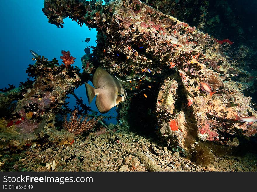 Spadefish on the Thistlegorm