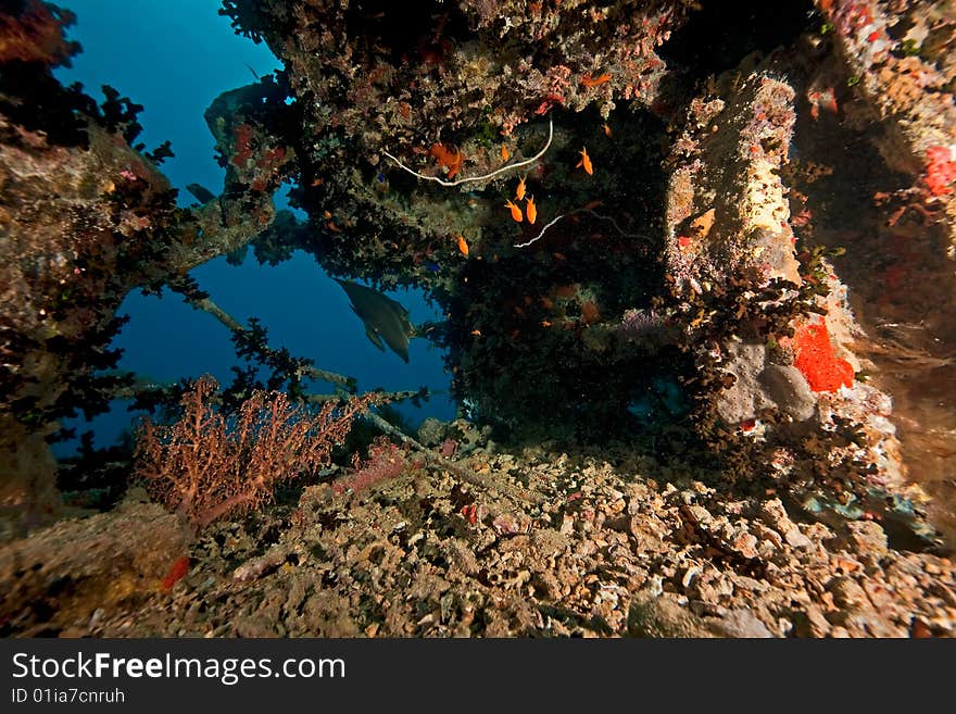 Tank Wagon On The Thistlegorm