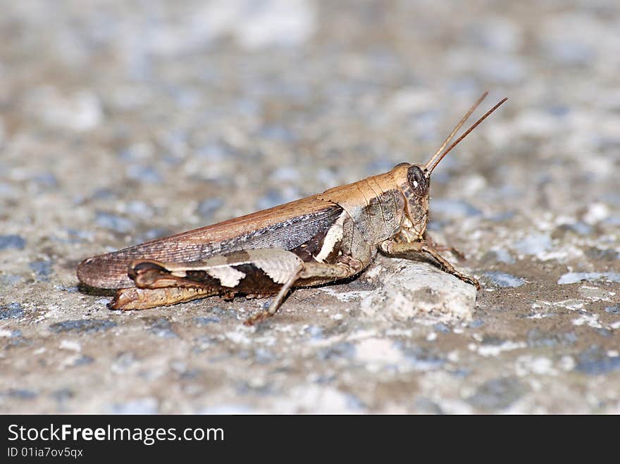 Locust with protective coloring rest on a stone. Locust with protective coloring rest on a stone