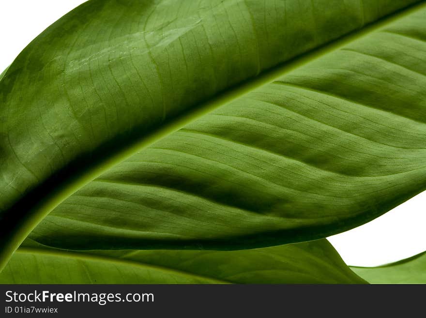 A green leaf on a white background