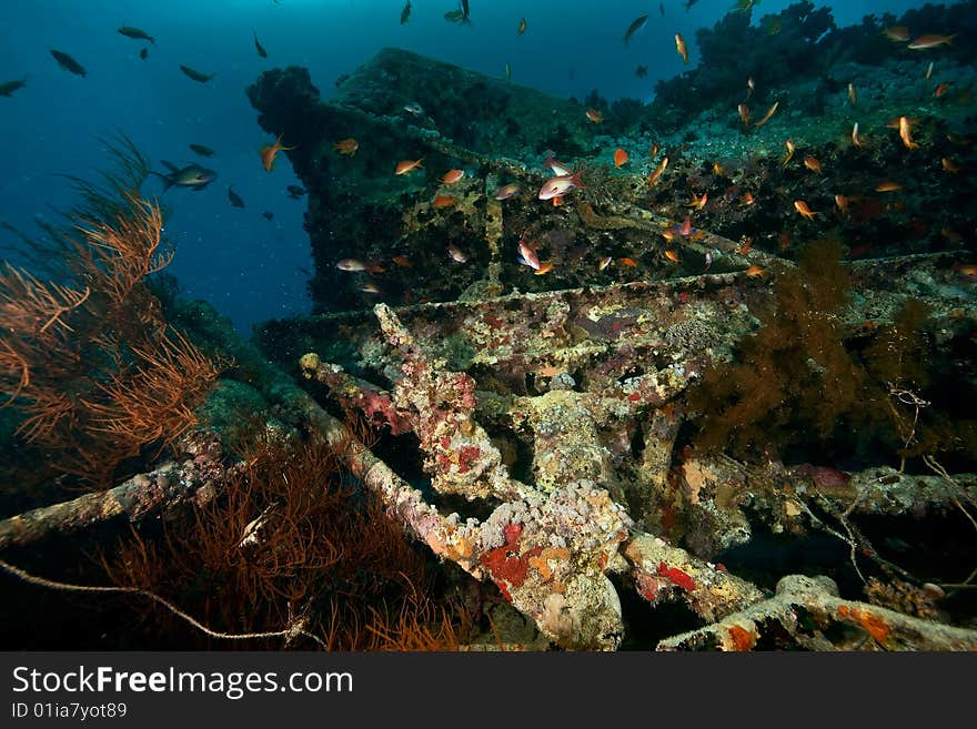 Wreck Thistlegorm 1941 taken in the red sea. Wreck Thistlegorm 1941 taken in the red sea.