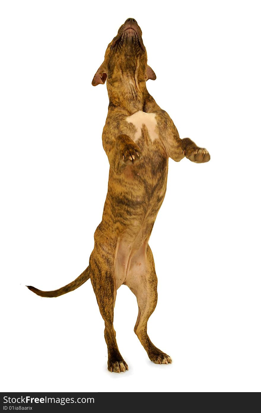 Standing staffordshire terrier dog on a clean white background. Note a bit in motion blur. Standing staffordshire terrier dog on a clean white background. Note a bit in motion blur.