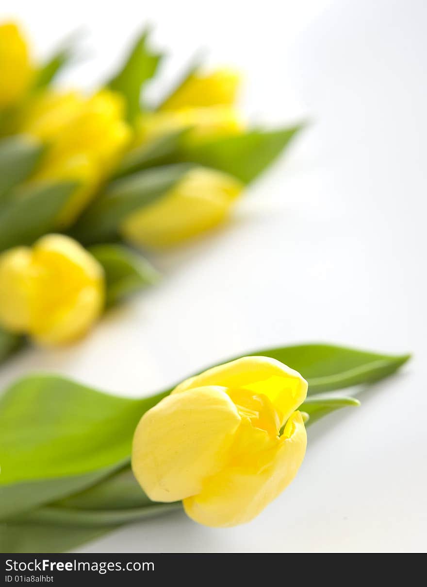 Fresh yellow tulips on white background