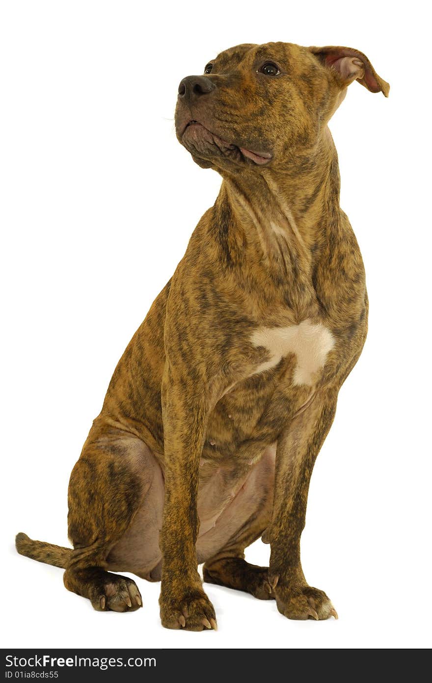 Staffordshire terrier dog