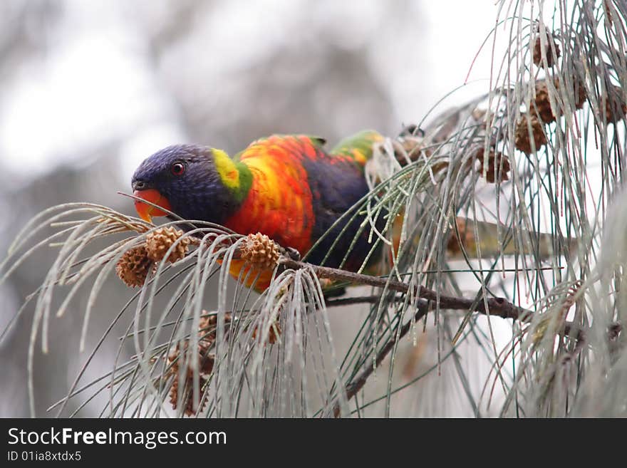 A multicolor bird typical from Australia. A multicolor bird typical from Australia