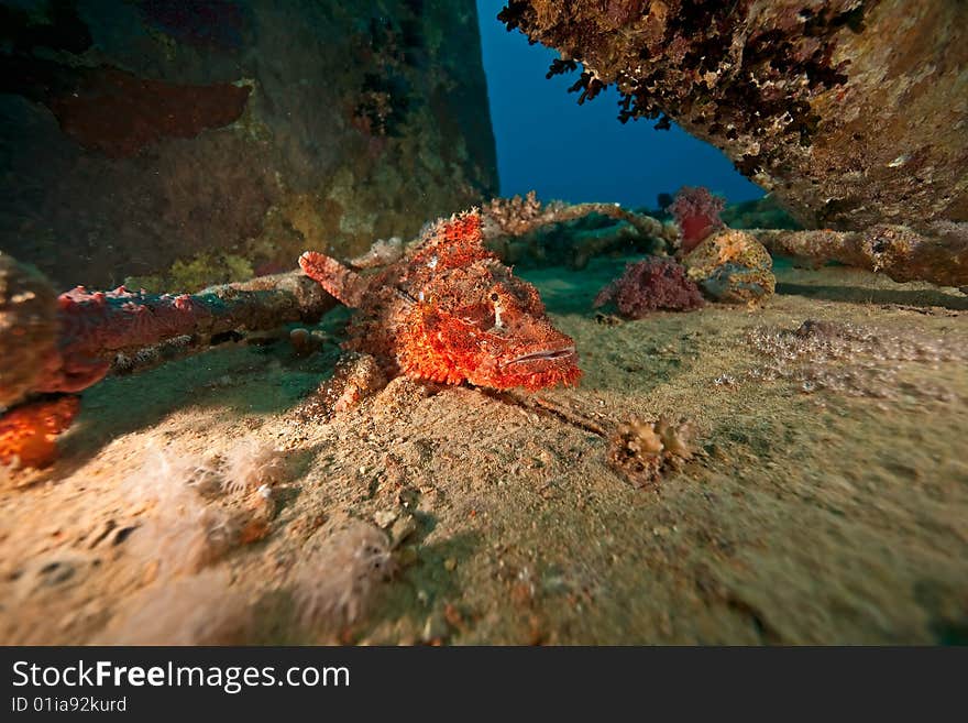 Scorpionfish on the Thistlegorm