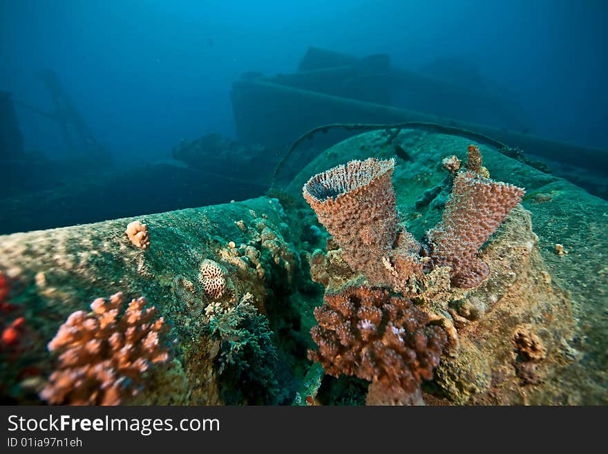 Wreck Thistlegorm 1941 taken in the red sea. Wreck Thistlegorm 1941 taken in the red sea.