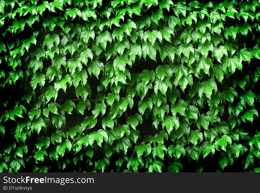 Detail of Ivy