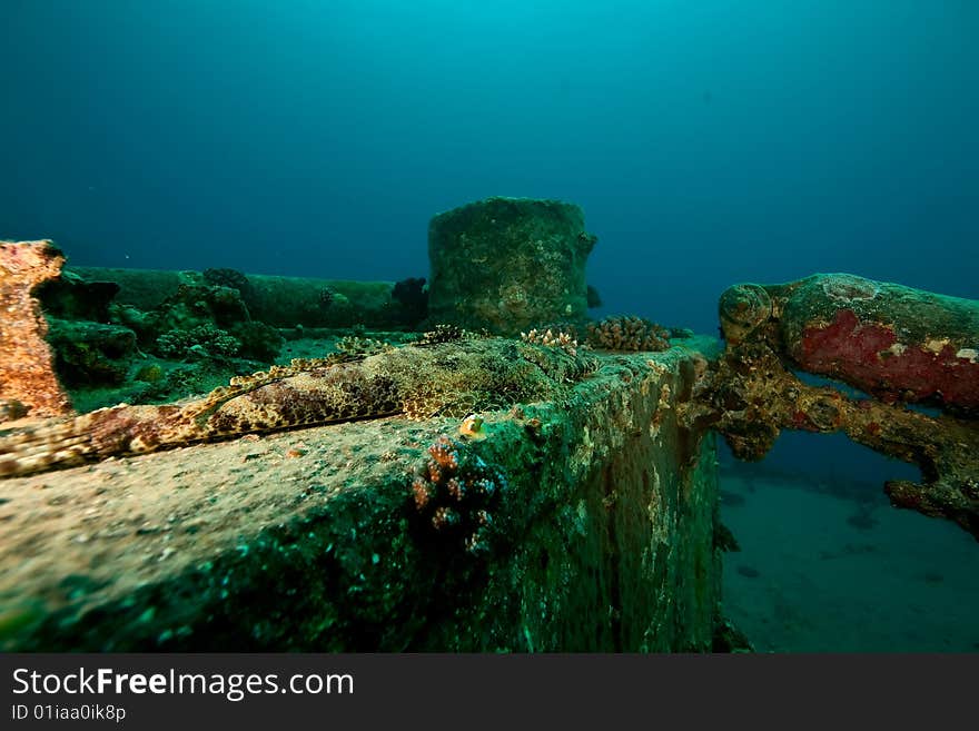 Croccodilefish on the Thistlegorm