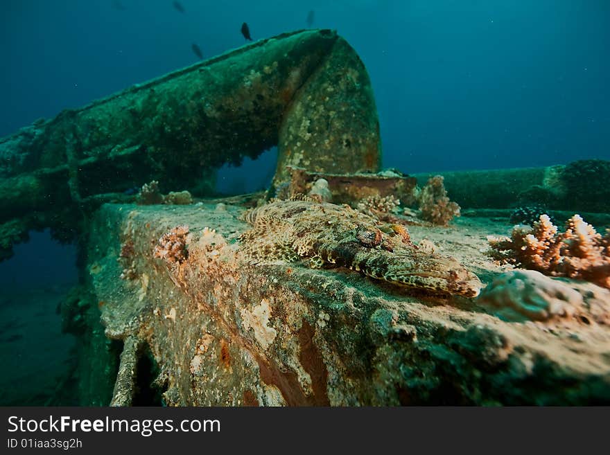 Croccodilefish on the Thistlegorm